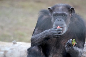 annie eating strawberry