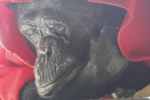 negra under red blanket close up 2