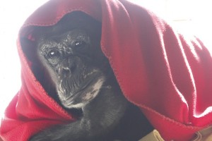 negra under red blanket 1