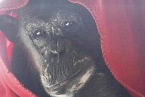 negra under red blanket close up