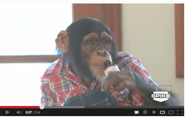 Chimpanzee "actor" on the premiere episode of Urban Tarzan