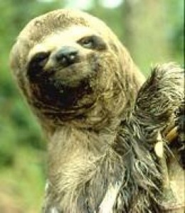 peruvian sloth
