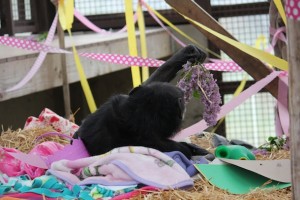 jody eating flowers in a nest