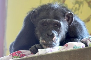 Missy on blanket