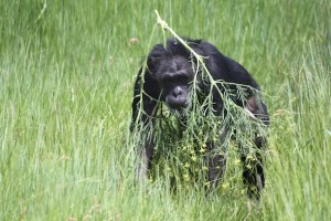 Jody carry weed on head