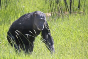negra in the grass