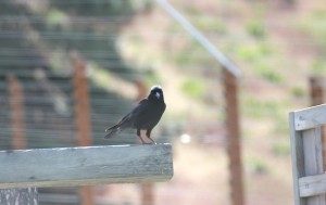 crow on young's hill