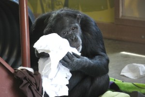 Jamie bite frozen towel
