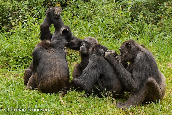 chimps grooming