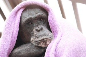 Negra purble blanket