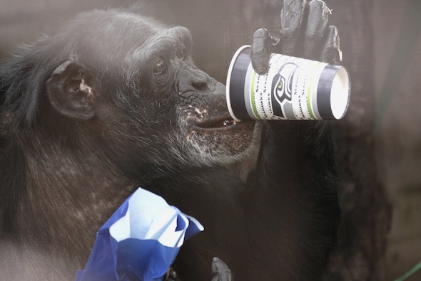 Jamie Chimpanzee drinking from a Seahawks cup