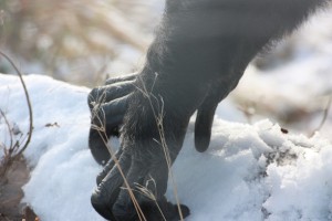 Jamie's hands reaching for snow