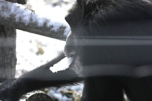 Missy eating snow