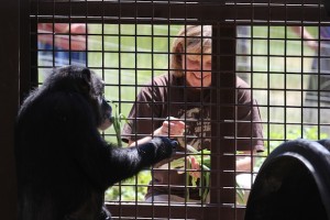 Caregiver Connie serving chimpanzees lunch