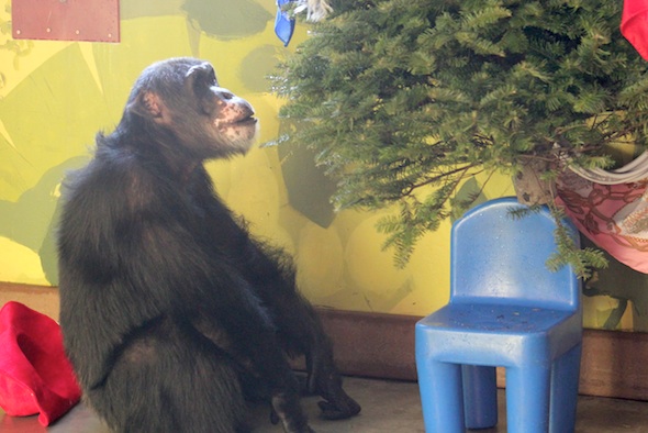 Burrito chimpanzee gazing at tree