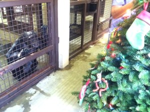 Jamie watching Denice decorate the tree