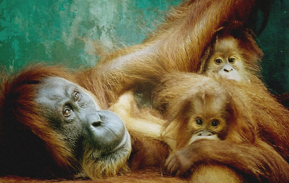 OrangutanOutreach-SOCP-gober
