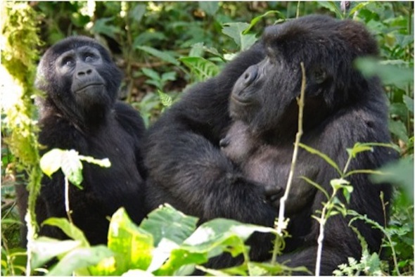 bwindi impentrable forest gorillas