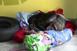 Missy sleeping in a big nest