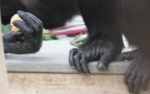 Annie hand, Jamie feet