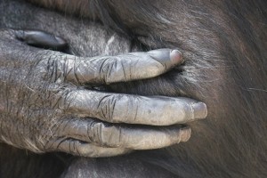 Annie hand