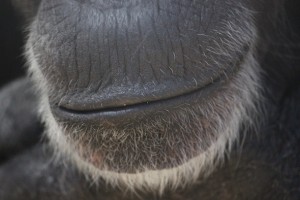 Annie mouth