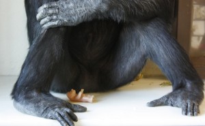 Foxie feet
