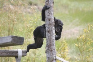 Missy climbing post