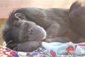 Annie sleeping arm under head