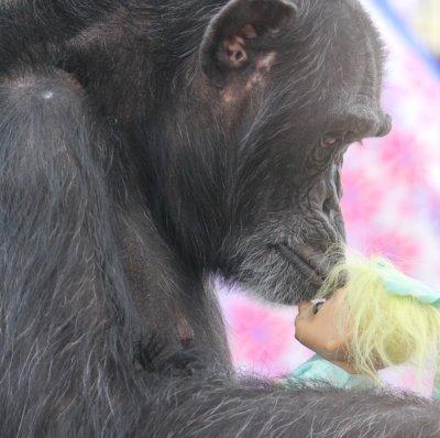 This photo will go to the winning bidder printed on 16" x 16" metal by Chimpanzee Sanctuary Northwest