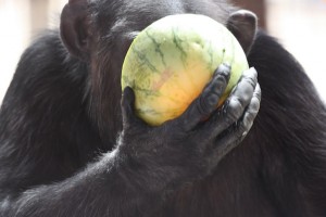 Foxie's face in watermelon