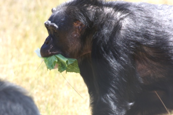 Negra eating lettuce