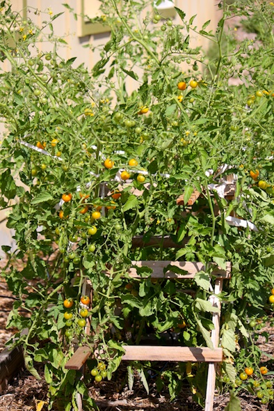 Tomatoe plant in garden