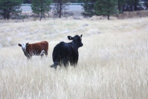 cow running away