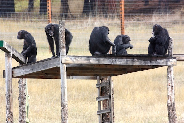 bunch of chimps on a structure