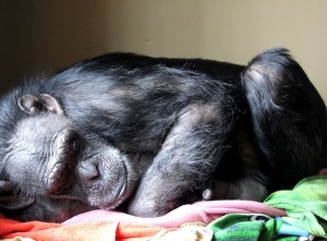 Jody sleeping
