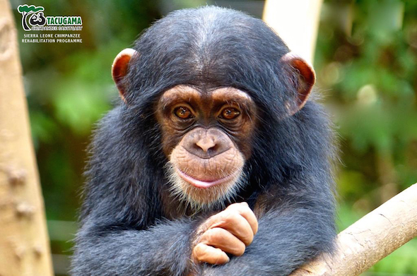 free-living chimps Archives - Chimpanzee Sanctuary Northwest