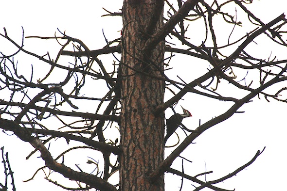 web_Pileated_Woodpecker_male_Wallace_on_pine_tree_east_YH_kh_IMG_7069