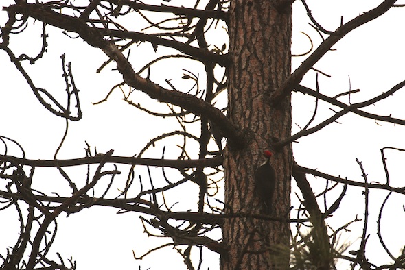 web_Pileated_Woodpecker_on_pine_tree_east_woodpecker_YH_kh_IMG_7066