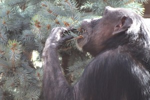 Jody biting tree
