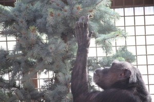 Jody harvesting the Christmas tree