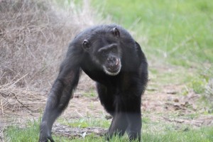 Missy walking
