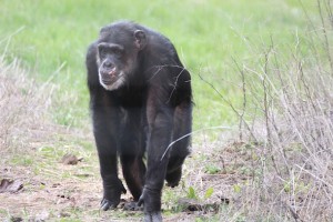 confident Missy walking