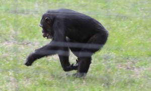Missy running