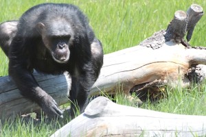 Negra climbing over log