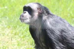 Negra looking at visitors