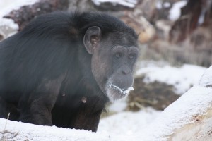 Jody eating snow