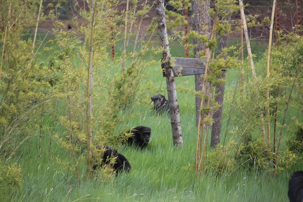 chimps in tall green grass