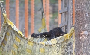 Annie chillin in the hammock
