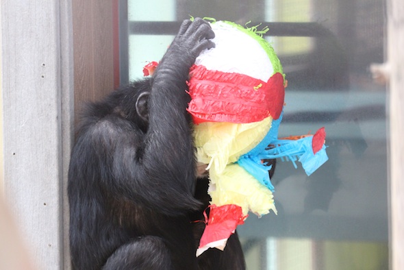 Missy with her head in a pinata